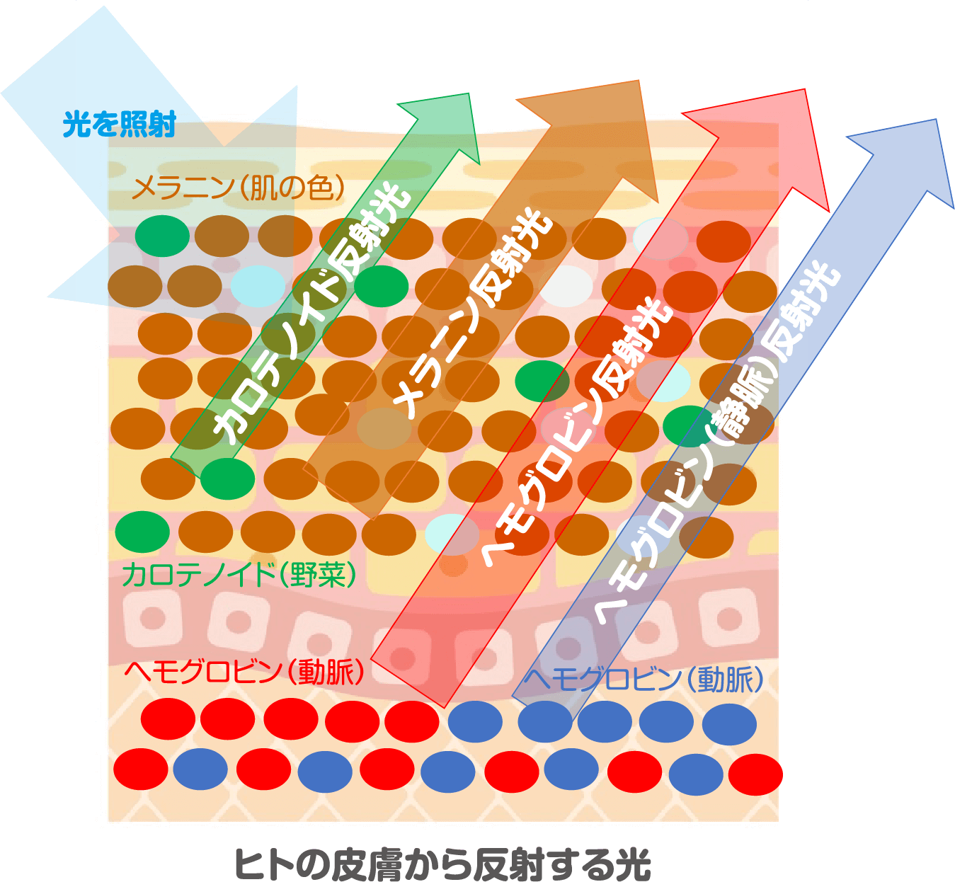 ヒトの皮膚から反射する光